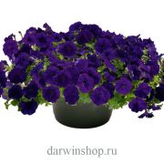 Петуния SUCCESS 360° White