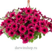 Петуния SUCCESS 360° Burgundy