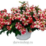 Петуния Джоконда Парпл энд Уайт