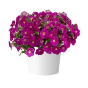 Петуния Cascadias Rose