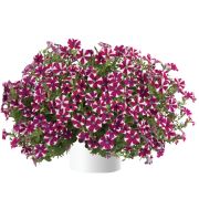 Петуния Cascadias Bicolor Cabernet