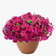 Петуния Cascadias Romancero