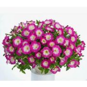 Петуния Cascadias Fantasy Hot Pink
