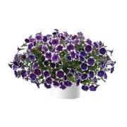 Петуния Cascadias Rim Violet