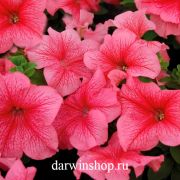 Петуния Мамбо Джи Пи Ред Вейнд
