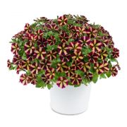 Петуния Amore Fiesta