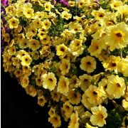 Петуния AlpeTunia Yellow Dark Center