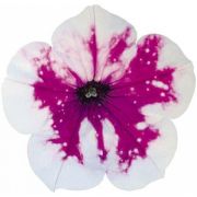 Петуния ALPETUNIA PURPLE WHITE SKY