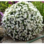 Петуния Surfinia Table White