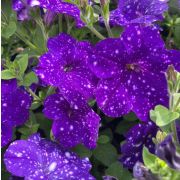 Петуния Constellation Virgo