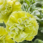 Петуния Tumbelina Matilda