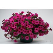 Петхоа Beautical Purple Dawn