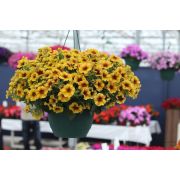 Петхоа Beautical Caramel Yellow