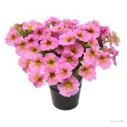 Петхоа Beautical Sunray Pink