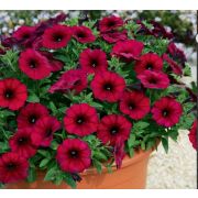 Петхоа BeautiCal Bordeaux