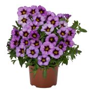 Калибрахоа Rainbow Blue