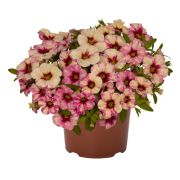 Калибрахоа Rainbow Hot Pink