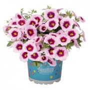 Калибрахоа Aloha Kona Tiki Pink