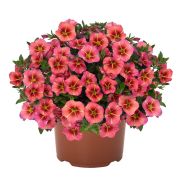 Калибрахоа Tik Tok Orange