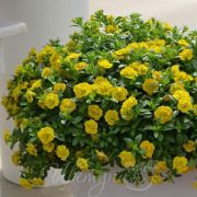 Калибрахоа MiniFamous Neo Double Yellow