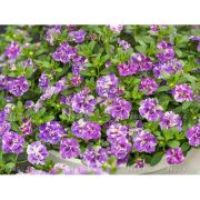 Калибрахоа Гибридная MiniFamous Neo Double Loopy Lavender