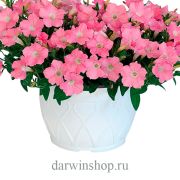 Петуния-мини Пендолино Романс