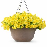 Петхоа Caliburs Yellow