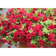 Калибрахоа Mini Famous Uno Double Red