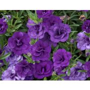 Калибрахоа MiniFamous Neo Double Blue