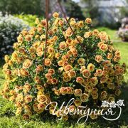 Калибрахоа MiniFamous Neo Double OrangeTastic