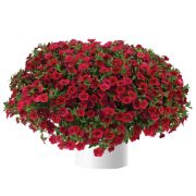 Калибрахоа Lia Dark Red