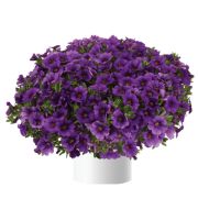 Калибрахоа Lia Blue