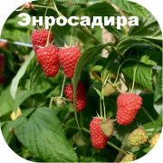 Малина 