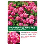 Гортензия Форевер энд Эвер Ред (Forever and Ever Red) крупнолистная