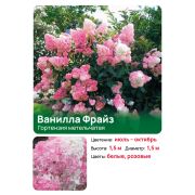 Гортензия Ванилла Фрейз (Vanille Fraise) метельчатая
