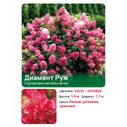 Гортензия Диамант Руж (Diamant Rouge) метельчатая