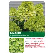 Гортензия Мохито (Mojito) метельчатая