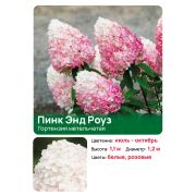 Гортензия Пинк энд Роуз (Pink & Rose) метельчатая
