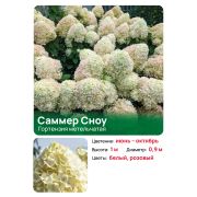 Гортензия Саммер Сноу (Summer Snow) метельчатая