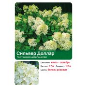 Гортензия Сильвер Доллар (Silver Dollar) метельчатая