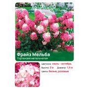 Гортензия Фрайз Мельба (Fraise Melba) метельчатая