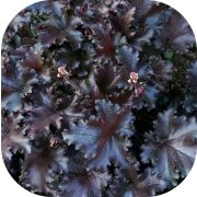 Гейхера Блэк Таффета (Black Taffeta)