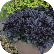 Гейхера Блэк Перл (Black Pearl)