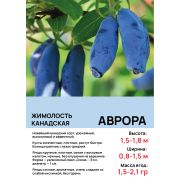 Жимолость 