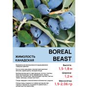 Жимолость 