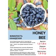 Жимолость 