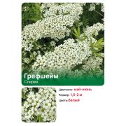 Спирея 