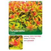 Спирея 