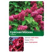 Сирень Красная Москва (Krasnaya Moskva)