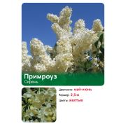 Сирень Примроуз (Primrose)